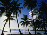 Coconut Trees on Beach, Nassau, Bahamas Fotografie-Druck von Johnson Dennis