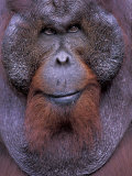 Orangutan Male, Tanjung National Park, Borneo Photographie par Theo Allofs