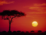 Wildebeest Migration, Masai Mara, Kenya Reprodukcja zdjęcia autor Dee Ann Pederson