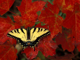 Tiger Swallowtail on Maple Leaves, Michigan, USA Photographie par Claudia Adams