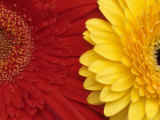 Gerbera Fotografie-Druck von Daisy Gilardini