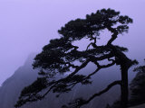 Seeing Off Pine Tree on Mt. Huangshan (Yellow Mountain), China Photographie par Keren Su