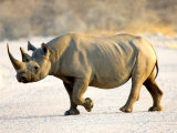 Black Rhinoceros at Halali Resort, Namibia Photographic Print by Joe Restuccia III