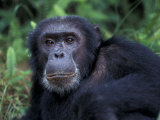 Male Chimpanzee Relaxing, Gombe National Park, Tanzania 写真プリント - クリスティン・Mosher