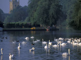 Swans on River Avon, Stratford-on-Avon, England Lámina fotográfica por Nik Wheeler