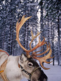 In Santa Claus's Country the Reindeers Abound, Lapland, Finland Photographic Print by Daisy Gilardini