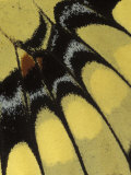 Swallowtail Butterfly Wing Detail, Michigan, USA Photographie par Claudia Adams