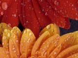 Gerbera with Water Drops Photographic Print by Daisy Gilardini