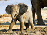 Baby African Elephant in Mud, Namibia Photographie par Joe Restuccia III