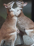 These Two Kangaroos Frolic in the Cold at Munich's Zoological Garden Hellabrunn Photographie
