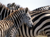 Black and White Stripe Pattern of a Plains Zebra Colt, Kenya Photographic Print by William Sutton