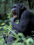 Female Chimpanzee Yawning, Gombe National Park, Tanzania 写真プリント - クリスティン・Mosher