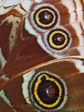 Close-up of Spots on Blue Morpho Butterfly Wing Photographic Print by Adam Jones