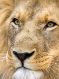 Male Lion at Africat Project, Namibia Fotografie-Druck von Joe Restuccia III