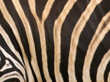Zebra, Australia Photographic Print by David Wall
