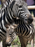 A Male Baby Zebra Named Roger Photographie