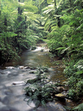 Rainforest Tree Fern and Stream, Uganda Fotografisk tryk af Gavriel Jecan