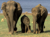 Asian Elephant Family, Nagarhole National Park, India Fotoprint van Gavriel Jecan Asian Elephant Family, Nagarhole National Park, India Fotoprint van Gavriel Jecan