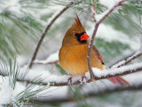 Female Northern Cardinal in Snowy Pine Tree Photographie par Adam Jones