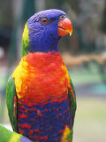 Rainbow Lorikeet, Australia Photographic Print by David Wall
