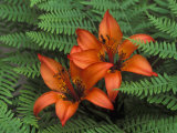 Wood Lilies in Ferns, Bruce Peninsula National Park, Canada Photographic Print by Claudia Adams