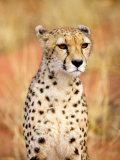Sitting Cheetah at Africa Project, Namibia Photographic Print by Joe Restuccia III