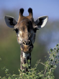 Close-up of Giraffe Feeding, South Africa Reprodukcja zdjęcia autor William Sutton Close-up of Giraffe Feeding, South Africa Reprodukcja zdjęcia autor William Sutton