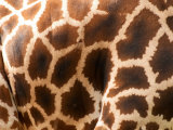 Rothschild's Giraffe Skin, Australia Photographic Print by David Wall