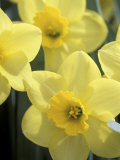 Daffodils, Cache Valley, Utah, USA Photographic Print by Scott T. Smith