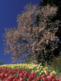 Tulips and Magnolia tree, Cincinatti, Ohio, USA Photographic Print by Adam Jones