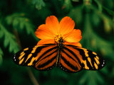 Large Tiger Butterfly (Lycorea Cleobaea) Resting on a Flower, Costa Rica Photographic Print by Mark Newman