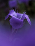 Fringed Gentian, Holly, Michigan, USA Photographie par Claudia Adams