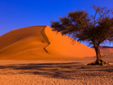 Flourishing Tree with Soussevlei Sand Dune, Namibia Photographie par Joe Restuccia III