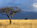 A Lone Tree in the Grasslands of Nechisar National Park, Ethiopia Fotografisk tryk af Janis Miglavs