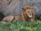 Portrait of Male African Lion, Tanzania Fotografisk tryk af Dee Ann Pederson Portrait of Male African Lion, Tanzania Fotografisk tryk af Dee Ann Pederson