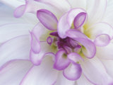 Purple Flower Fotografie-Druck von Michele Westmorland