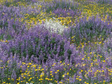 Blue Pod Lupin and Dandelions, Crescent City, California, USA Photographic Print by Adam Jones