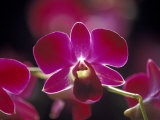 Taman Orchid, Kuala Lumpur, Malaysia Photographic Print by Michele Molinari