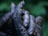 Male Chimpanzee Clasps His Foot, Gombe National Park, Tanzania Photographie par Kristin Mosher