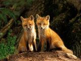 Red Fox near Den Entrance Fotografie-Druck von Adam Jones