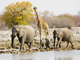 African Elephants and Giraffe at Watering Hole, Namibia Photographic Print by Joe Restuccia III