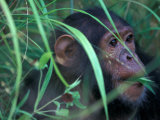 Female Chimpanzee Rolls the Leaves of a Plant, Gombe National Park, Tanzania 写真プリント - クリスティン・Mosher