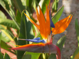 Bird-of-Paradise Flower, Sunshine Coast, Queensland, Australia Photographic Print by David Wall