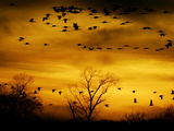 Sandhill Cranes are Silhouetted against a Fiery Sunset Photographic Print