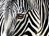 A Zebra at the Frankfurt Zoo Photographie