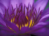 Purple and Yellow Lotus Flower, Bangkok, Thailand Photographie par John & Lisa Merrill