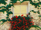 Vine and Flowers Around Window, Brixen, Italy Photographic Print by Adam Jones