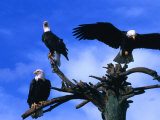 Three Bald Eagles (Haliaeetus Leucocephalus) in Homer Alaska, Homer, USA Photographic Print by Mark Newman