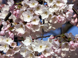 The Blossoms are Almost in Full Bloom on the Cherry Trees at the Tidal Basin Photographic Print