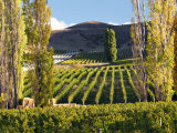 Felton Road Vineyard, Bannockburn, South Island, New Zealand Photographie par David Wall